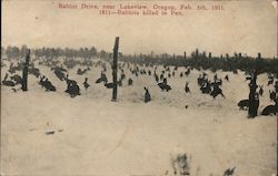 Rabbit Drive, Feb. 5th, 1911. 1811-Rabbits Killed in pen. Postcard