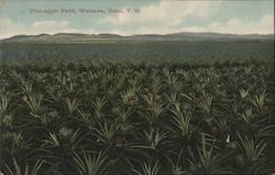 Pineapple Field, Oahu Postcard