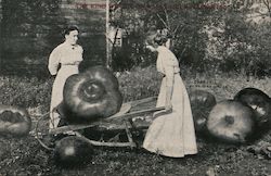 Enormous Tomato in a Wheelbarrow Ames, IA Exaggeration Postcard Postcard 