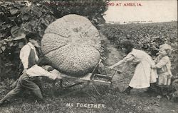 All Together. Giant Cantaloupe. Ames, IA Exaggeration M.S. Johnson Jr. Postcard Postcard Postcard