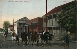 Walking Dairy Postcard