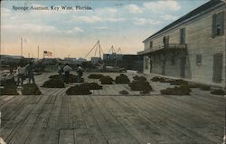 Sponge Auction Key West, FL Postcard Postcard Postcard