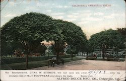 California Umbrella Trees, Dolgeville Alhambra, CA Postcard Postcard Postcard