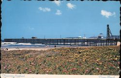 Pismo Beach Flowering Iceplant Postcard