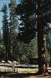Lair of the Golden Bear, family camp for Cal Berkeley Alumni Postcard