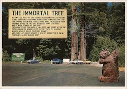 The Immortal Tree Postcard