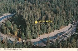 The World's Tallest Tree Postcard