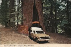 Historic Shrine Tree, Original Drive-Thru Tree Postcard