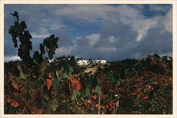 Sterling Winery Postcard