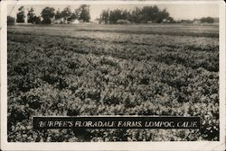 Burpee's Floradale Farms Lompoc, CA Postcard Postcard Postcard