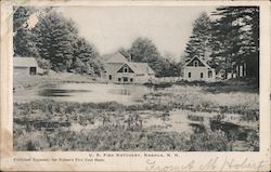 U.S. Fish Hatchery Postcard