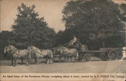 An ideal team of six Percheron horses owned by S.S. Pierce Co. Postcard