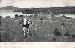 Holstein Cow, Rangeley Lake House Postcard