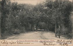 View in Brackenridge Park Postcard
