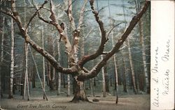 Giant Tree Postcard