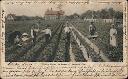 Celery Farm "in boards" Postcard