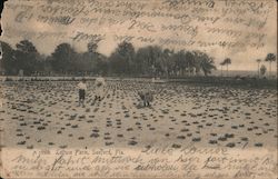 Lettuce farm Sanford, FL Postcard Postcard Postcard