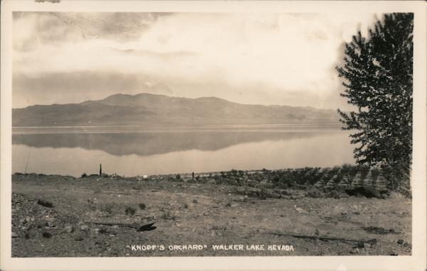 Knopp's Orchard, Walker Lake Hawthorne Nevada