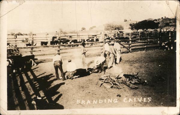 Branding Calves Cowboy Western