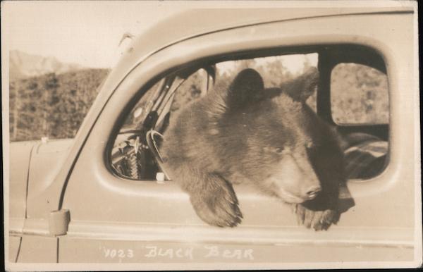Black Bear in a Car BC Canada British Columbia