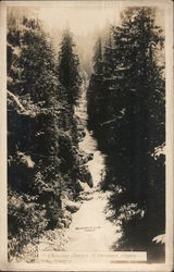 Capilano Canyon North Vancouver, BC Canada British Columbia Postcard Postcard Postcard