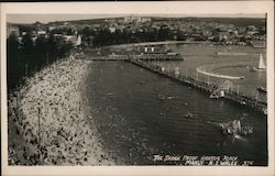 The Shark Proof Harbor Beach Postcard