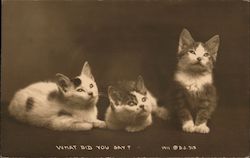 Three Little Kittens - What Did You Say?