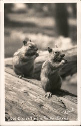 Chipmunks - Dinner Time in the High Sierras Postcard