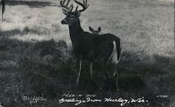 Peek-A-Boo Hurley, WI Deer Postcard Postcard Postcard