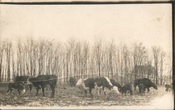 Cows Grazing a Winter Fallow Field Postcard