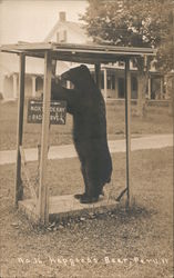 Bear, "North to Derry, Bad Curve", Hapgood General Store Postcard