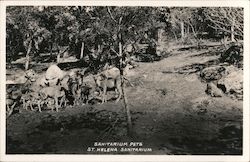 Herd of Deer on the Grounds of St. Helena Sanitarium Postcard