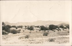 Desert Scene Postcard
