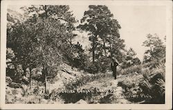 Calico Canyon Near Buffalo Gap Postcard