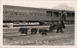 Black Bears Crossing Tracks Near Mount Tekarra Railway Car Jasper National Park, AB Canada Alberta Postcard Postcard Postcard