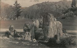 Petrified Wood Postcard