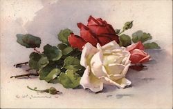 Red and White Roses Postcard