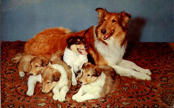 Collie And Pups Dogs