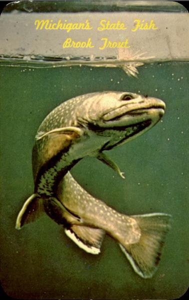 Brook Trout Fish