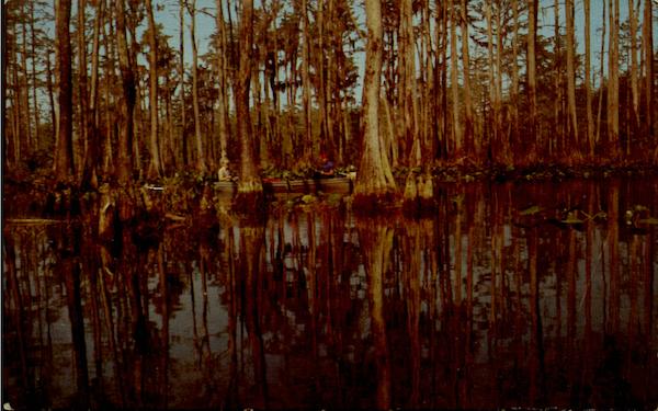 Okefenokee Swamp Park, U. S. No. 1 Waycross Georgia