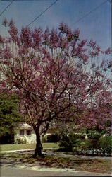 Jacaranda Tree Scenic, FL Postcard Postcard