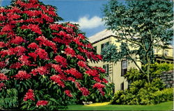 Royal Poinciana Tree Bermuda Postcard Postcard