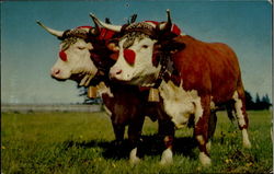 Prize Yoke Of Oxen Halifax, NS Canada Cows & Cattle Postcard Postcard