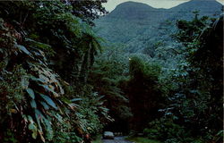 El Yunque Rain Forest Postcard