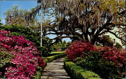 Early Spring In Louisiana Postcard