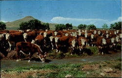 Whiteface Cattle Postcard