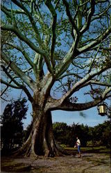 The Famous Kapok Tree Postcard