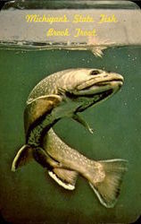 Brook Trout Postcard