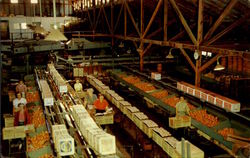 A Florida Fruit Packing House Postcard