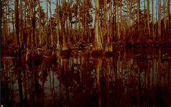 Okefenokee Swamp Park, U. S. No. 1 Postcard